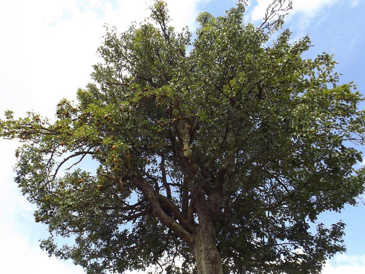 Reich tragender Birnbaum